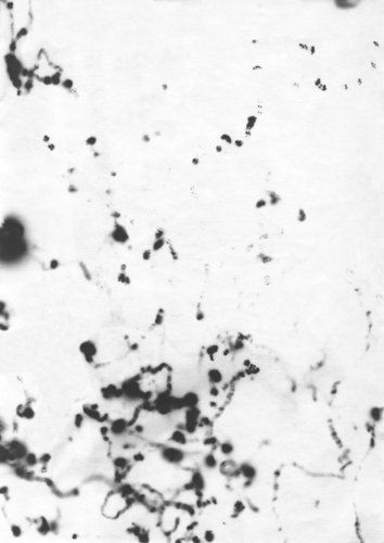 <strong>Movements of Fireflies 2 (Phausis Splendidula)</strong><br /><strong>9. 7. 1991</strong><br />gelatin silver bromide photographic paper, 207 × 148 mm