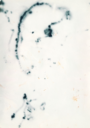 <strong>Movements of Fireflies 1; II/IV  (Phausis Splendidula)</strong><br /><strong>9. 7. 1991</strong><br />gelatin silver bromide photographic paper, 147 × 104 mm
