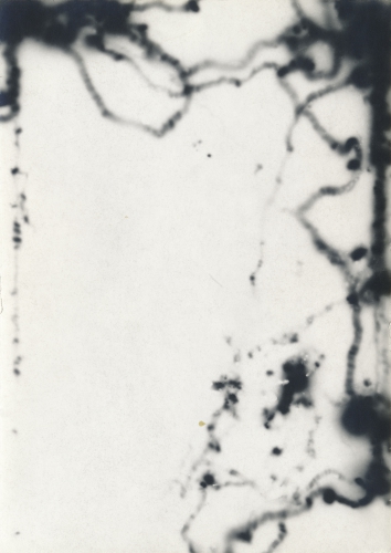 <strong>Movements of Fireflies 3 (Phausis Splendidula)</strong><br /><strong>9. 7. 1991</strong><br />gelatin silver bromide photographic paper, 147 × 104 mm