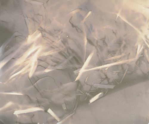 <strong>Bulrush II/II</strong><br /><strong>20.—28. 3. 2001</strong><br />gelatin silver bromide photographic paper, 498 × 597 mm (courtesy of the Gallery of Fine Arts in Ostrava)