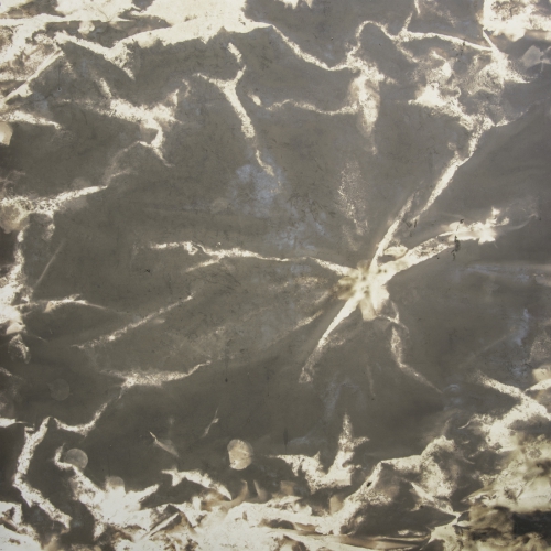 <strong>Oxbow Arm</strong><br /><strong>18.—25. 3. 1995</strong><br />gelatin silver bromide photographic paper, hardboard, wooden frame, 100 × 100 cm