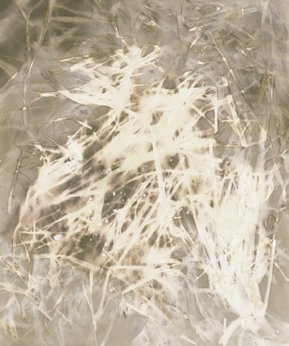 <strong>Grass 7; I/II</strong><br /><strong>29. 2. — 20. 3. 2000</strong><br />gelatin silver bromide photographic paper, 596 × 499 mm