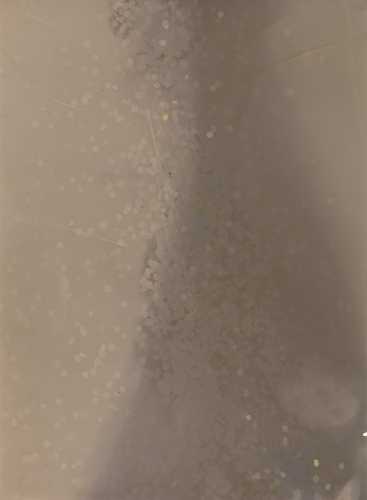 <strong>Shrub 2; II/II</strong><br /><strong>22.—24. 5. 1999</strong><br />gelatin silver bromide photographic paper, 297 × 238 mm