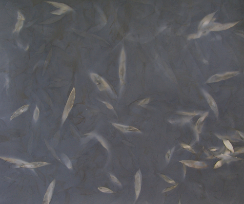 <strong>By the Creek</strong><br /><strong>11.—13. 10. 2002</strong><br />gelatin silver bromide photographic paper, 504 × 602 mm